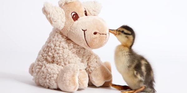 Mon doudou et les animaux 2025