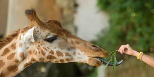 Un été au zoo