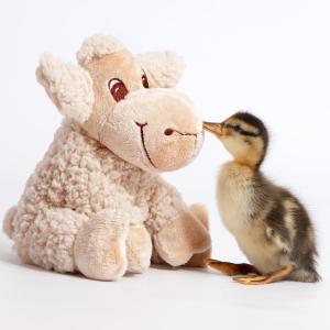 Mon doudou et les animaux 2025