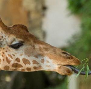 Un été au zoo